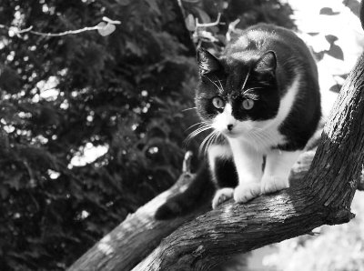 Katze